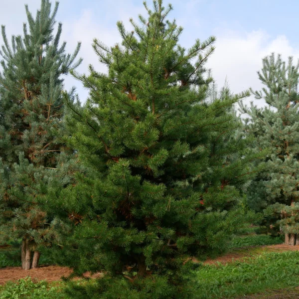 Pinus banksiana &ndash; Pinus banksiana