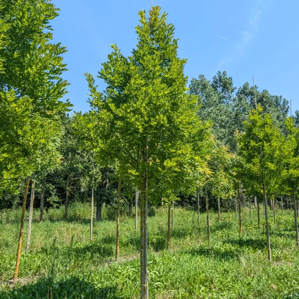 Styphnolobium japonicum PRINCETON UPRIGHT ('Fleright') &ndash; Styphnolobium japonicum PRINCETON UPRIGHT ('Fleright')