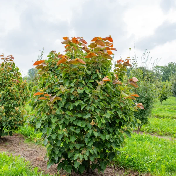Tilia henryana 'Arnold Select' – Tilia henryana 'Arnold Select'