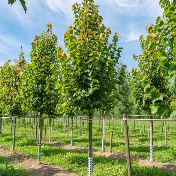 Tilia henryana – Tilia henryana