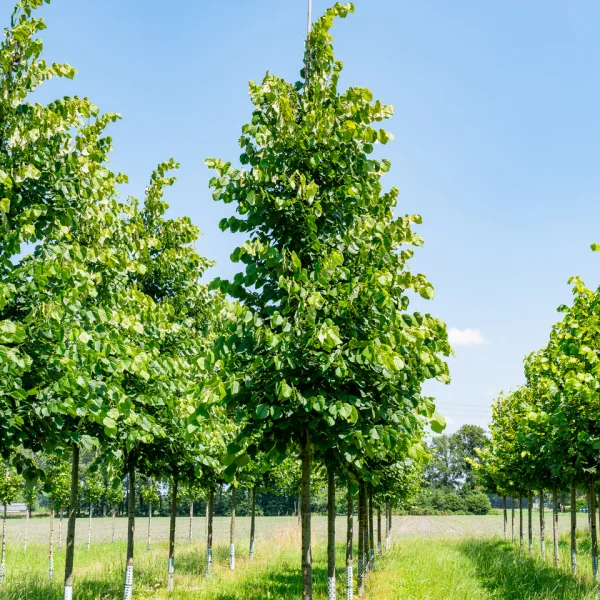 Tilia tomentosa 'Sisi'