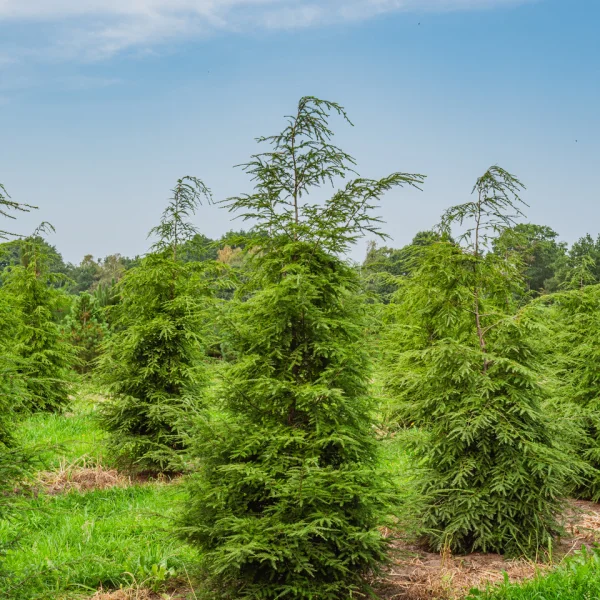Tsuga canadensis – Canadian hemlock, Eastern Hemlock