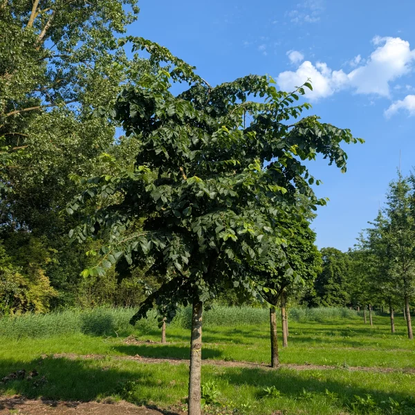 Ulmus glabra 'Pendula' &ndash; Weeping wych elm
