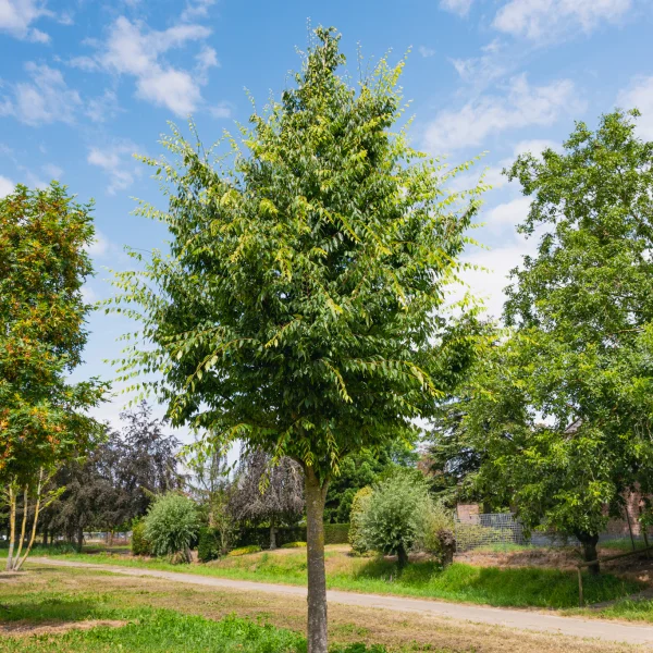 Zelkova serrata 'Village Green' &ndash; Zelkova serrata 'Village Green'